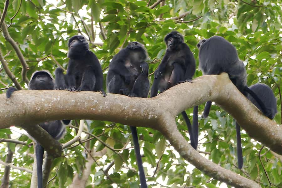 Lombok: Tetebatu Walking Tour with Monkey Forest & Waterfall - Swimming at the secluded waterfall