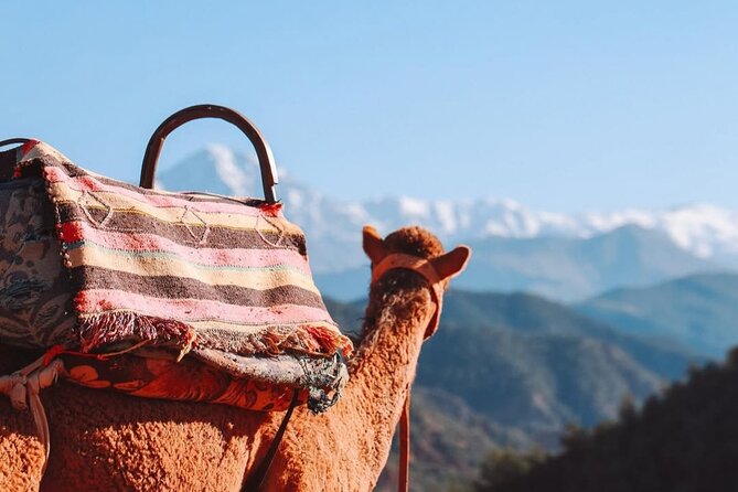 Lunch in the High Atlas: Ourika Valley Waterfalls & 3 Valleys - The guides who shape the evening