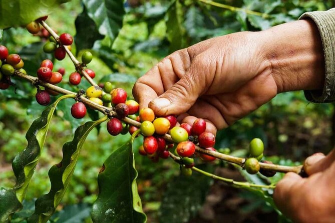 Maasai village visit, Materuni waterfalls & coffee experience - Making coffee the traditional way