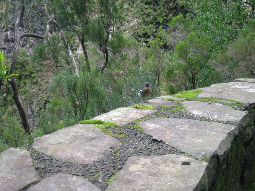 Madeira: Mountain Walk with Lagoon and Waterfalls - The dark tunnel is a real planning detail