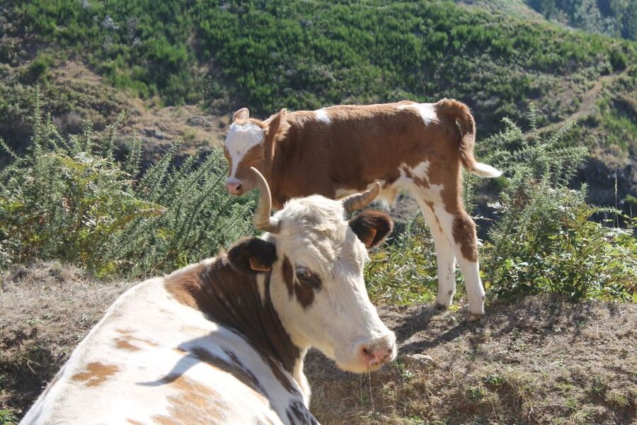 Madeira : Southwest coast, Run & Anjo´s Waterfall 4x4 Tour - Faja da Ovelha and Ponta do Pargo