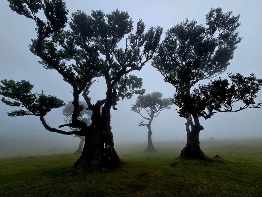 Madeira: Visit the Vulcanic Pools, Waterfalls and the Magic Forest of Fanal - A full day across Madeira’s west coast