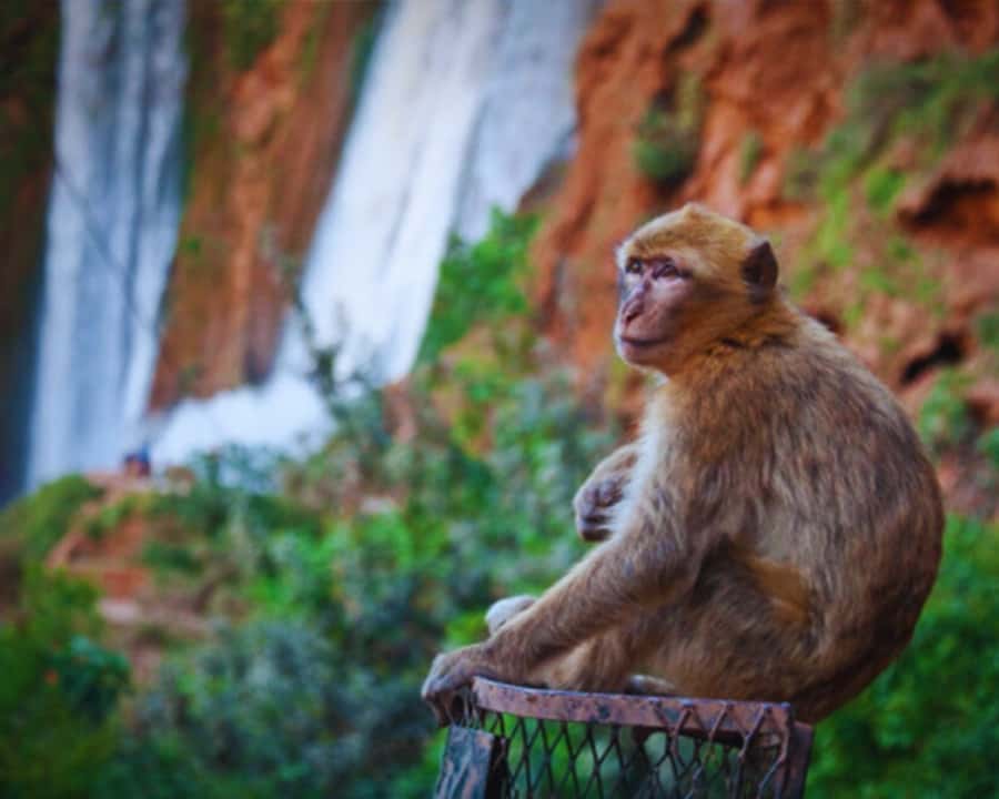 Marrakech: Day Tour to Ouzoud Waterfalls with Boat Trip - Communication, pickup, and the small details that matter
