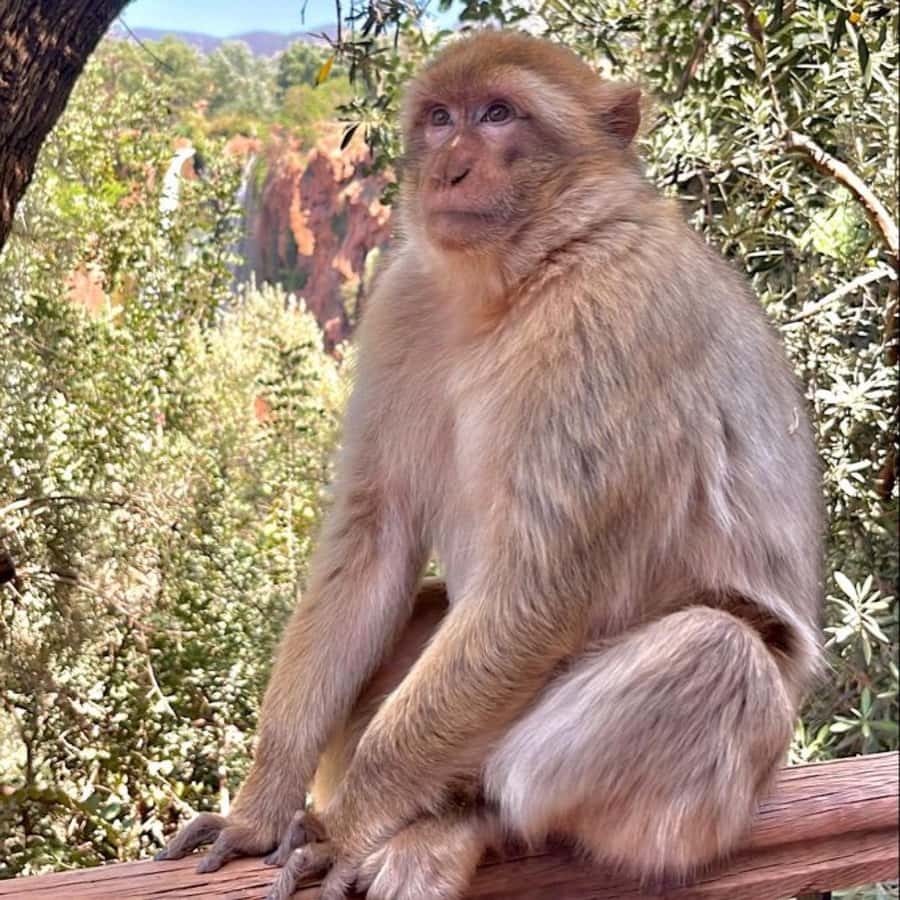 Marrakech: ourika valley lunch & guided hike to waterfalls - Who should book this day out?