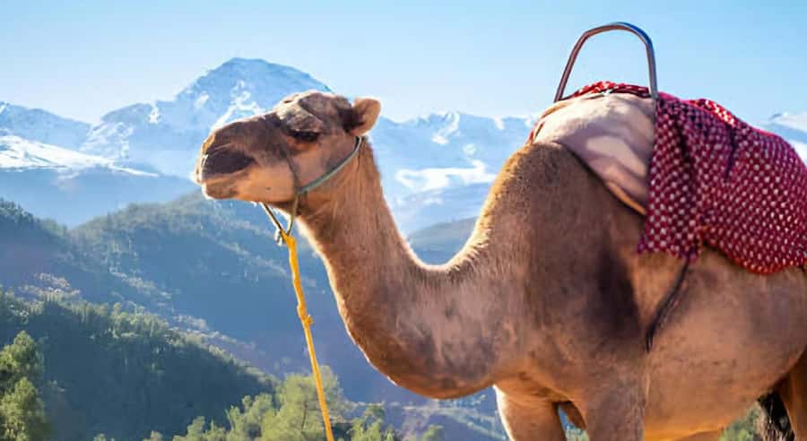 Marrakech: Ourika Valley Waterfalls Hike & Traditional Lunch - The two-hour walk to the waterfall