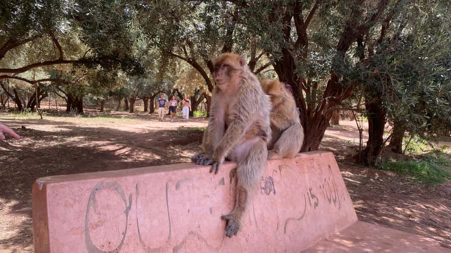 Marrakech: Ouzoud Waterfalls Trip, Guided Hike & Boat Option - Lunch with a view of the water