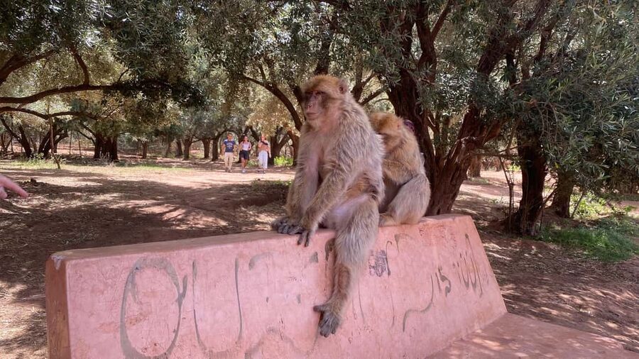 Marrakech: Ouzoud Waterfalls Trip, Guided Hike & Boat Option - The guide can shape the whole day