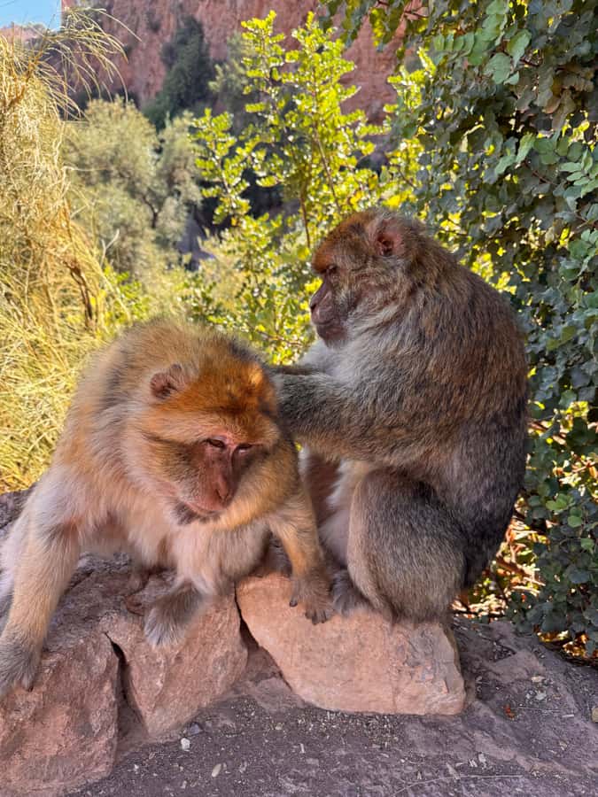 Marrakech: Ouzoud Waterfalls Trip, Guided Hike & Boat Option - Final call: good value with a long travel day