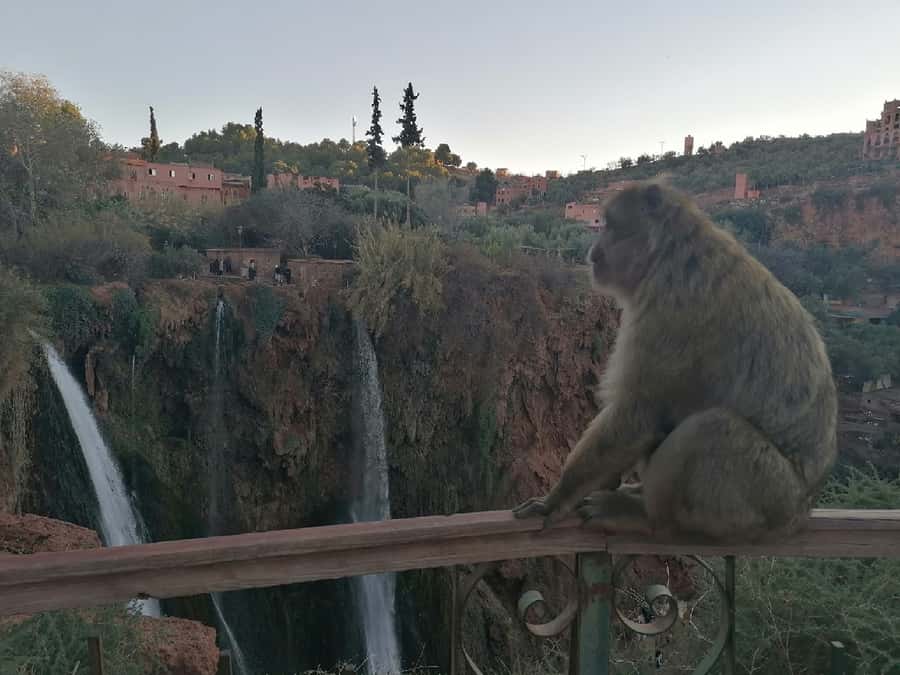 Marrakech to Ouzoud waterfalls day tour - Guide & boat ride - Is the $20 price good value?