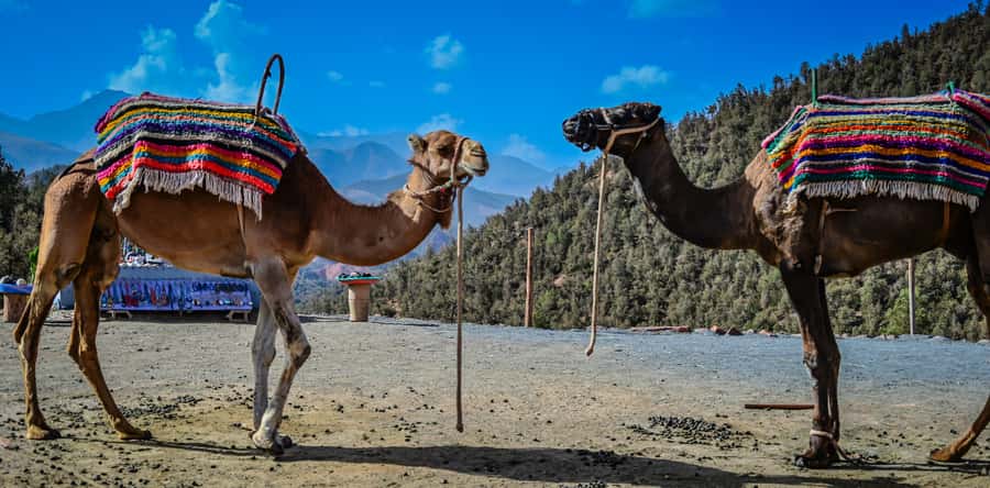 Marrakesh: Ourika Waterfalls, Atlas Mountains, Guide + Lunch - Timing, crowds, and what to pack
