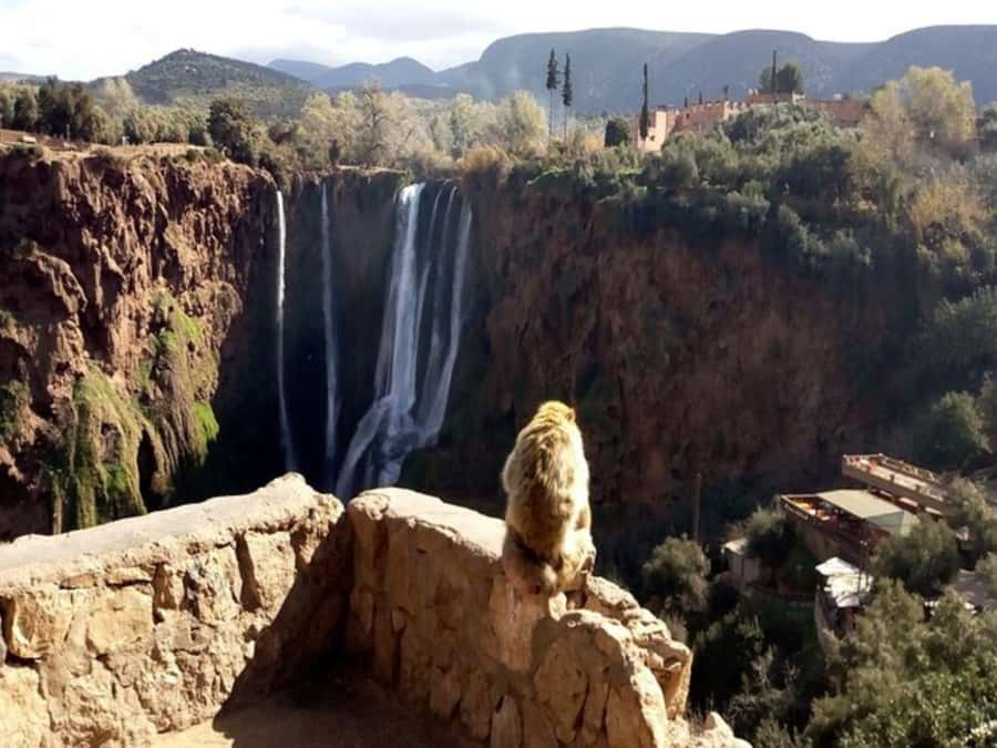 Marrakesh: Ouzoud Waterfalls Trip with Hike & Boat Option - Monkeys, photos, and keeping the encounter sensible