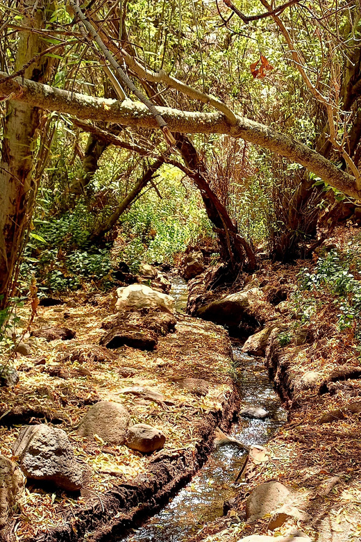 Maspalomas: Hiking in the Waterfalls with Sky Rebels - A Simple Picnic With Local Flavor