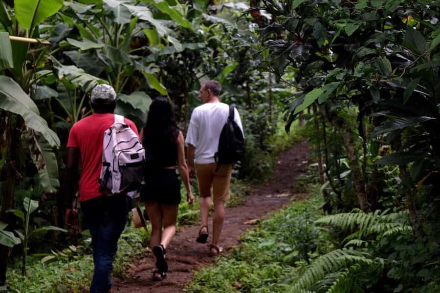 Materuni Waterfalls, Chemka Hot Springs, &/Or Coffee Tour - Making coffee the traditional way in Materuni