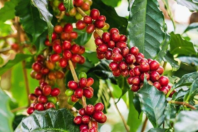 Materuni Waterfalls & Coffee Tour from Moshi - The walk through hills and valleys