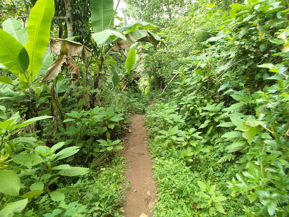 Materuni Waterfalls & Coffee Tour from Moshi - Lunch gives the day a useful pause