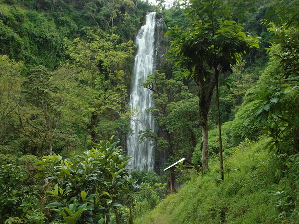 Materuni Waterfalls & Coffee Tour from Moshi - Starting at a Chagga coffee farm