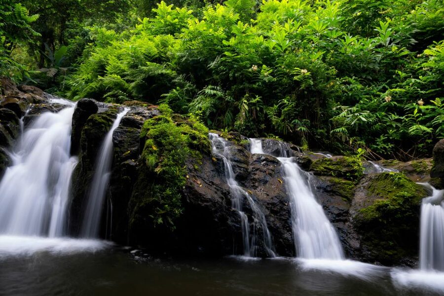 Maui: Guided Rainforest and Waterfall Walk & Swim - Families, older walkers, and active visitors