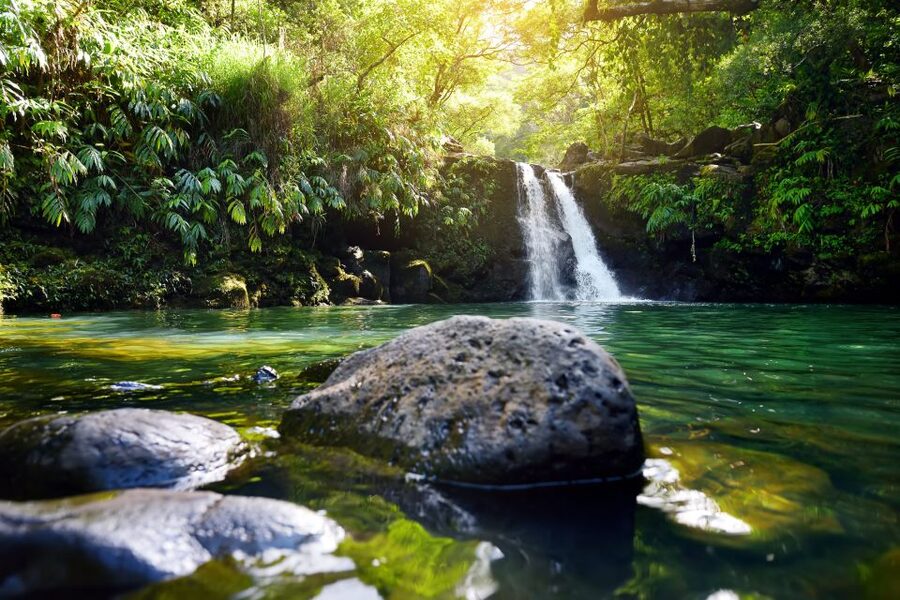 Maui: Guided Rainforest and Waterfall Walk & Swim - Entering the rainforest near the Road to Hana