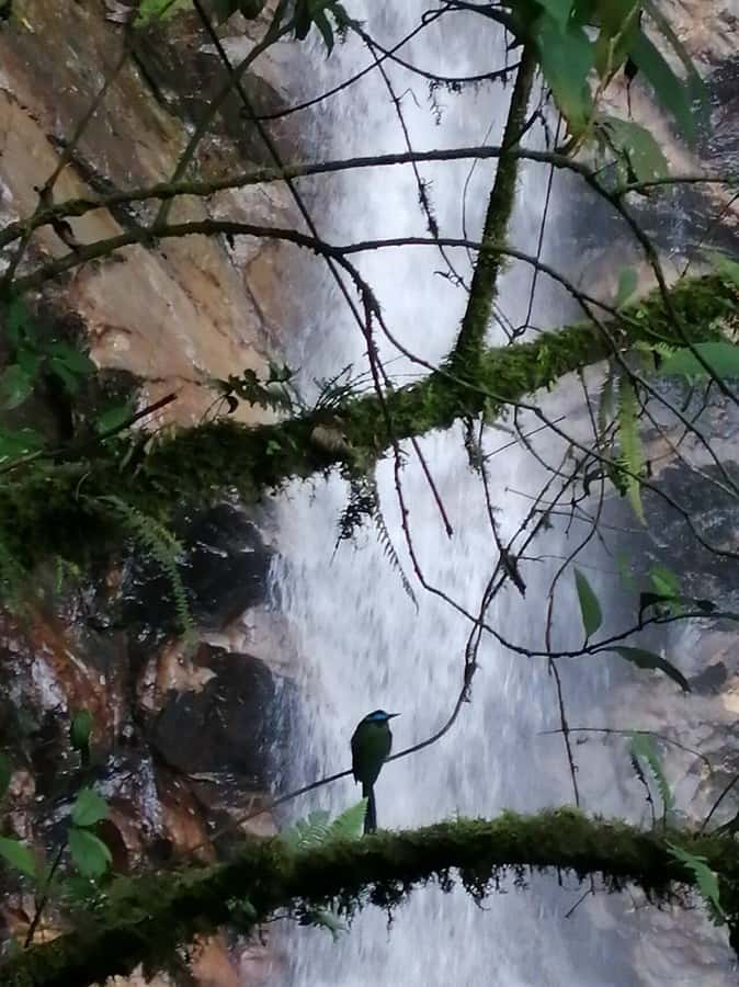 Medellín: Secret Waterfall Hike Tour with Snack and Coffee - Who should book this half-day outing?
