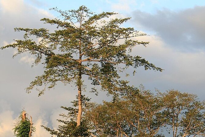 Mikumi National Park & Udzungwa Water Falls 3 Days Group Tour - The return journey and optional Maasai stop