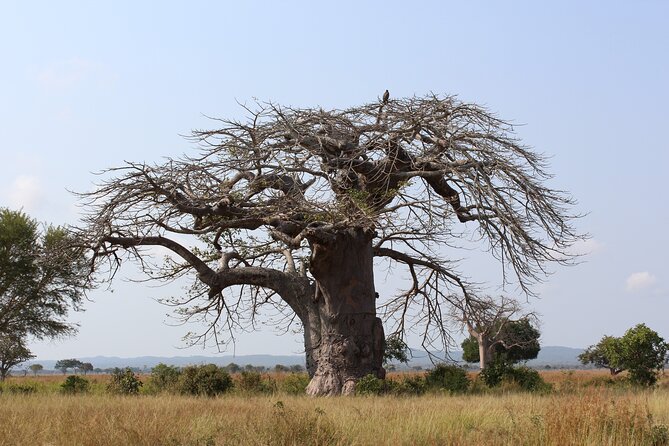 Mikumi National Park & Udzungwa Water Falls 3 Days Group Tour - Who should choose this tour?