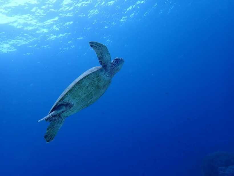 Moalboal Sardine Run, Sea Turtle & Mantayupan Falls - What the Guides Add to the Day