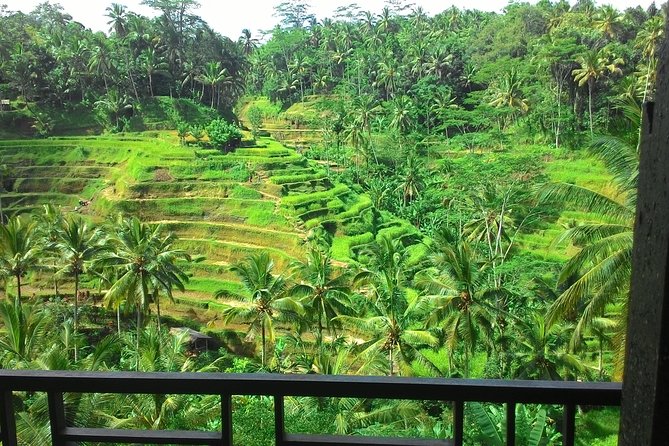 Monkey Forest, Ubud, Waterfall and Rice Terrace - Sacred Monkey Forest, where the day begins with animals