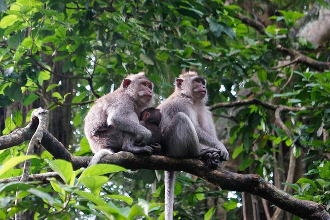 Monkey Forest, Ubud, Waterfall and Rice Terrace - Celuk Village and Balinese silverwork