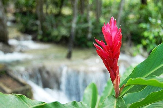 Montego Bay to Dunn's River Falls Half-Day Trip - Practical preparation for a safer, better day