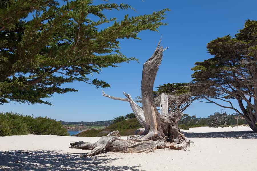 Monterey, Carmel, 17 Mile Dr, Big Sur & Mcway Falls Pvt Tour - Key points to know before booking