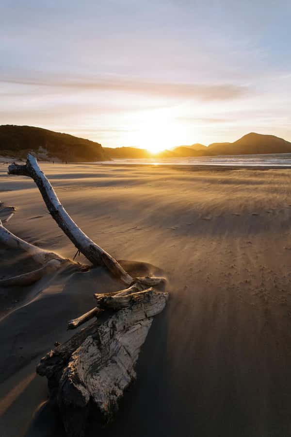 Mt. Eden, Piha Beach & Karekare Waterfalls - PRIVATE TOUR - Understanding the Waitākere Ranges at Arataki