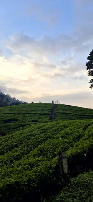 Munnar: Anakulam Jeep Safari with Waterfall and Elephant - Starting with tea at Letchmi Estate