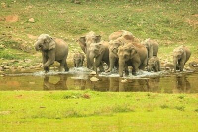 Munnar: Anakulam Jeep Safari with Waterfall and Elephant