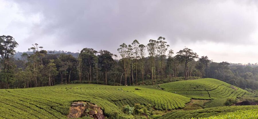 Munnar: Anakulam Jeep Safari with Waterfall and Elephant - Perumbankuthu Waterfalls and the Hanging Bridge