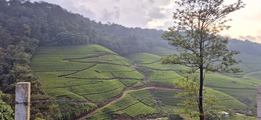 Munnar: Anakulam Jeep Safari with Waterfall and Elephant - Crossing Anakulam Waterfalls and the river