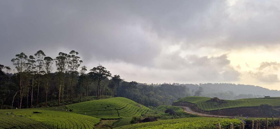 Munnar: Anakulam Jeep Safari with Waterfall and Elephant - What the $65 price really covers