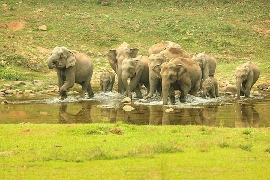 Munnar: Anakulam Jeep Safari with Waterfall and Elephant - Letchmi Shooting Point and the first rough roads