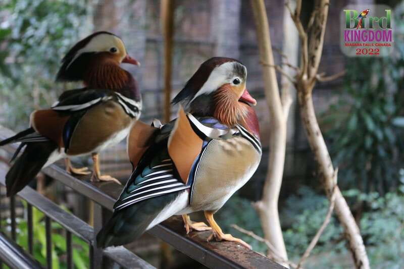 Niagara Falls, Canada: Bird Kingdom Entry Ticket - Parrots and animal encounters add personality