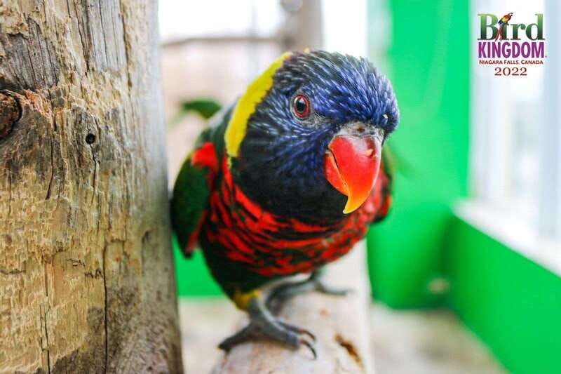 Niagara Falls, Canada: Bird Kingdom Entry Ticket - Is the $18 ticket good value?