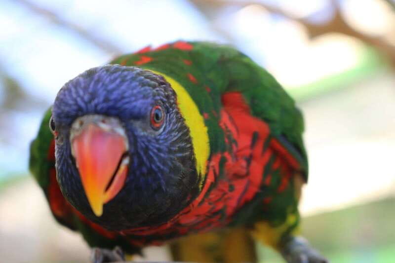 Niagara Falls, Canada: Bird Kingdom Entry Ticket - Practical tips for a better visit