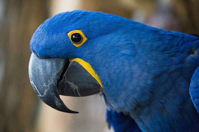 Niagara Falls, Canada: Bird Kingdom Entry Ticket - The upper aviary is the main event