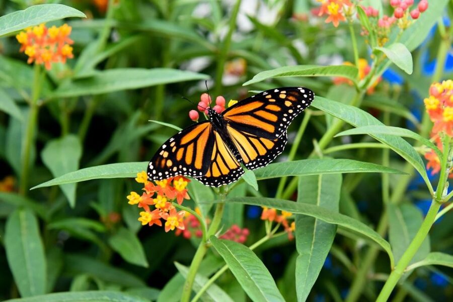 Niagara Falls, Canada: Butterfly Conservatory Admission - Key points at a glance