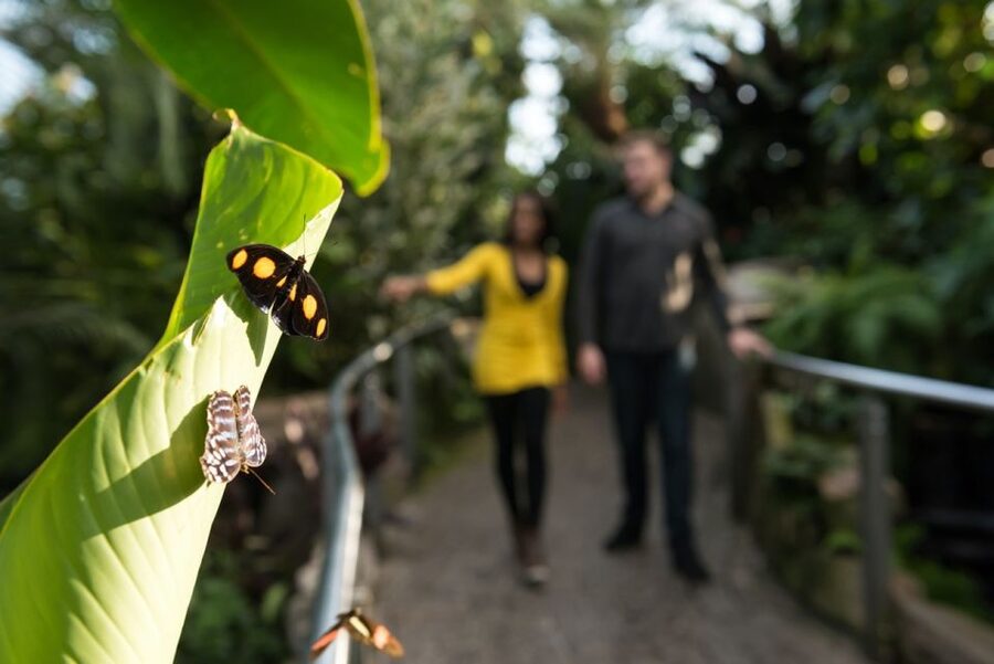 Niagara Falls, Canada: Butterfly Conservatory Admission - Meeting 45 butterfly species