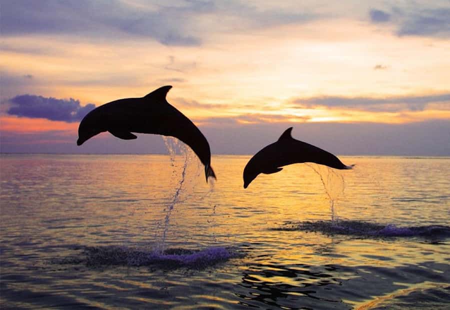 North Bali: Dolphin, Ulun Danu Temple, & Banyumala Waterfall - Snorkeling after the dolphin watch