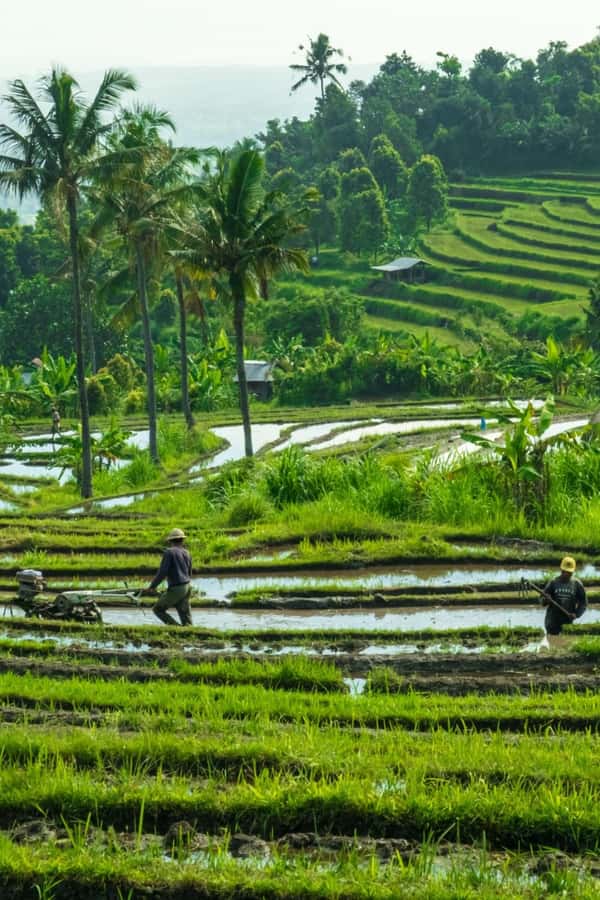 North Bali: Monkey Forest -Waterfall- Rice Terrace-Ulun Danu - What the private vehicle adds to the day