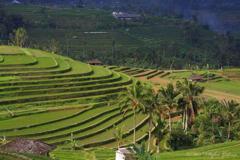 North Bali: Private Day Tour with Banyumala Waterfall - FAQ
