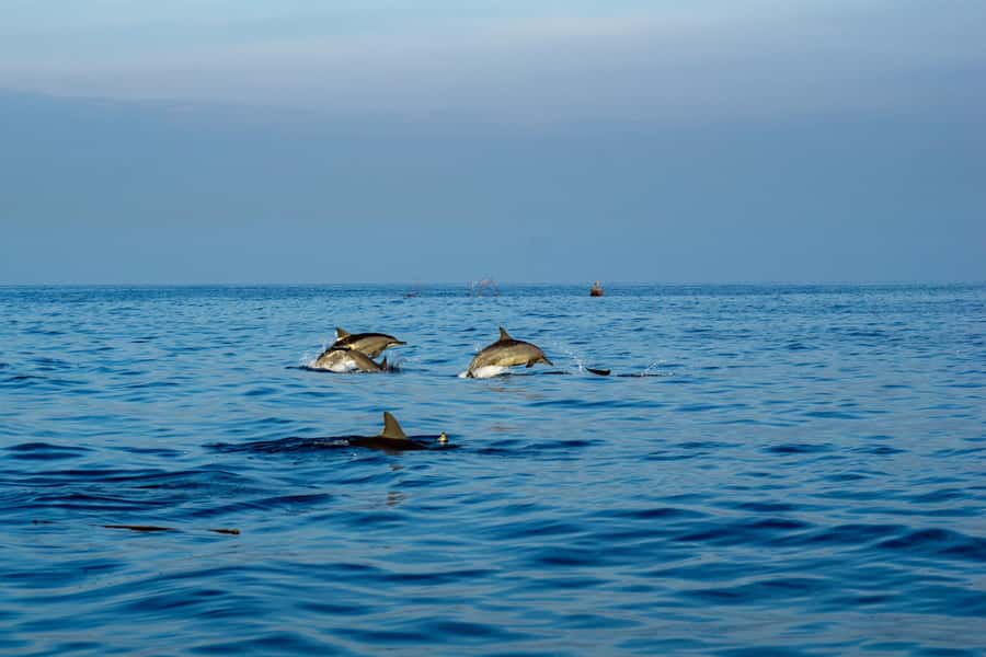 North Bali: Sunrise Tour with Dolphins, Waterfalls & Temples - Why the Lovina sunrise sets the tone