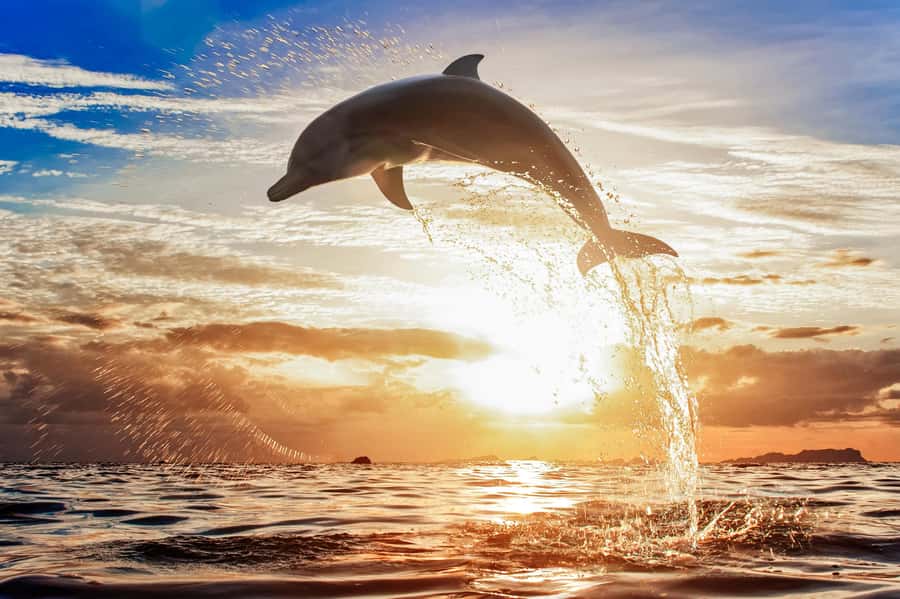 North Bali: Sunrise Tour with Dolphins, Waterfalls & Temples - Who will enjoy this North Bali tour most