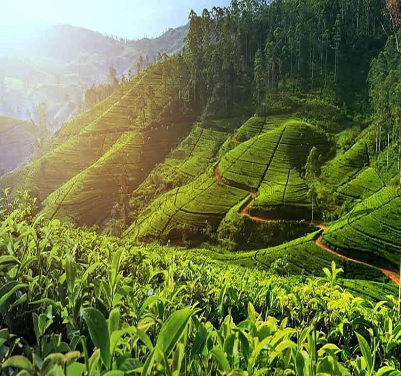 Nuwara Eliya: Tea Factory and Pickle Waterfalls Tuk Tuk Tour - Why this tour works well in Nuwara Eliya