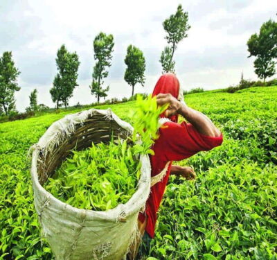 Nuwara Eliya: Tea Factory and Pickle Waterfalls Tuk Tuk Tour